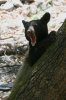 Black-Bear-Ramsey-Canyon-11-0716-115.jpg