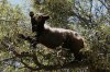 Black-Bear-Ramsey-Canyon-11-0716-137.jpg