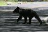 Black-Bear-Madera-Canyon-11-0727-03.jpg