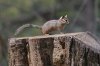 Cliff-Chipmunk-Mt-Lemmon-11-0729-01.jpg