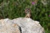 Cliff-Chipmunk-Mt-Lemmon-11-0827-03.jpg