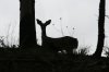 Coues-White-tailed-Deer-Mt-Lemmon-11-0729-01.jpg