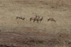 Pronghorn-Las-Cienegas-11-0716-01.jpg