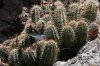 cactus-sp-Madera-Canyon-11-0727-01.jpg