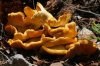 fungus-Madera-Canyon-11-0727-01.jpg