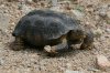Desert-Tortoise-Ruby-Road-11-0723-03.jpg
