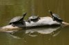 Pond-Slider-Agua-Caliente-Park-11-0826-01.jpg