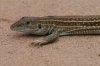 Sonoran-Spotted-Whiptail-Battistes-11-0724-03.jpg