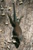 Yarrows-Spiny-Lizard-Madera-Canyon-11-0903-01.jpg