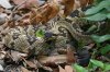 Black-tailed-Rattlesnake-Madera-Canyon-11-0727-01.jpg