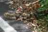 Black-tailed-Rattlesnake-Madera-Canyon-11-0727-03.jpg