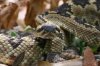 Black-tailed-Rattlesnake-Madera-Canyon-11-0727-04.jpg