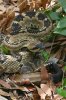 Black-tailed-Rattlesnake-Madera-Canyon-11-0727-05.jpg