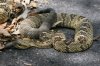 Black-tailed-Rattlesnake-Madera-Canyon-11-0727-10.jpg