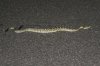 Black-tailed-Rattlesnake-Mt-Lemmon-11-0817-02.jpg