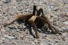 tarantula-Madera-Canyon-11-0727-01.jpg