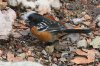 Spotted-Towhee-Madera-Canyon-022110-10.jpg