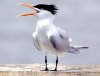 little-tern-07.jpg