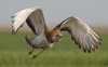 BUSTARD2_1654352c.jpg