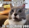 conspiracy-cat.jpg