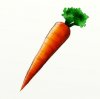 carrot.jpg