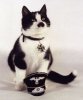 a.aaa-Hail-Nazi-Cat-.jpg