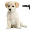 puppy-gun.jpg