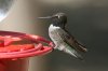 Black-chinned-Hummingbird-Madera-Canyon14-0327-01-ED.jpg