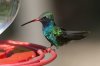 Broad-billed-Hummingbird-Madera-Canyon-14-0327-04-ED.jpg