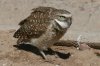 Burrowing-Owl-Santa-Cruz-Flats-14-0303-02 (1).jpg