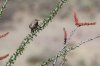 Cactus-Wren-home-14-0317-04.jpg