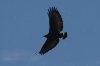 Common-Black-Hawk-Tubac-14-0312-02.jpg