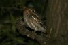 Elf-Owl-Battistes-14-0311-02-ED2.jpg