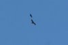 Golden-Eagle-Rio-Rico-14-0315-01.jpg