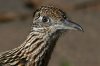 Greater-Roadrunner-Ash-Canyon-14-0311-10 (1).jpg