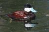 Ruddy-Duck-Sweetwater-14-0323-05.jpg