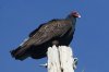 Turkey-Vulture-Tubac-14-0321-03.jpg