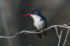 Violet-crowned-Hummingbird-Patons-14-0322-04.jpg