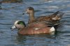 American-Wigeon-Reid-Park-14-0323-06.jpg