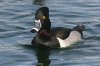 Ring-necked-Duck-Reid-Park-14-0323-05.jpg