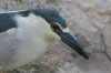 Black-crowned-Night-Heron-Reid-Park-14-0323-01.jpg