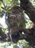 Spotted-Owl-Miller-Canyon-14-0322-03.jpg