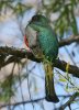 Elegant-Trogon-Patagonia-Lake-14-0331-04.jpg