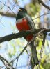 Elegant-Trogon-Patagonia-Lake-14-0331-05.jpg