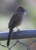 Green-tailed-Towhee-Patons-14-0331-01.jpg