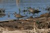 Killdeer-Long-billed-Dowitcher-Patagonia-Lake-14-0331-01.jpg