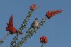 Rufous-winged-Sparrow-Patagonia-Lake-14-0331-04.jpg