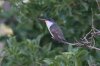 Violet-crowned-Hummingbird-Patons-14-0331-01.jpg