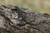 Ornate-Tree-Lizard-Patagonia-Lake-14-0331-01.jpg