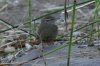 Sinaloa-Wren-Huachuca-Canyon-14-0402-07-ED.jpg